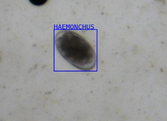 Haemonchus egg Haemonchus egg