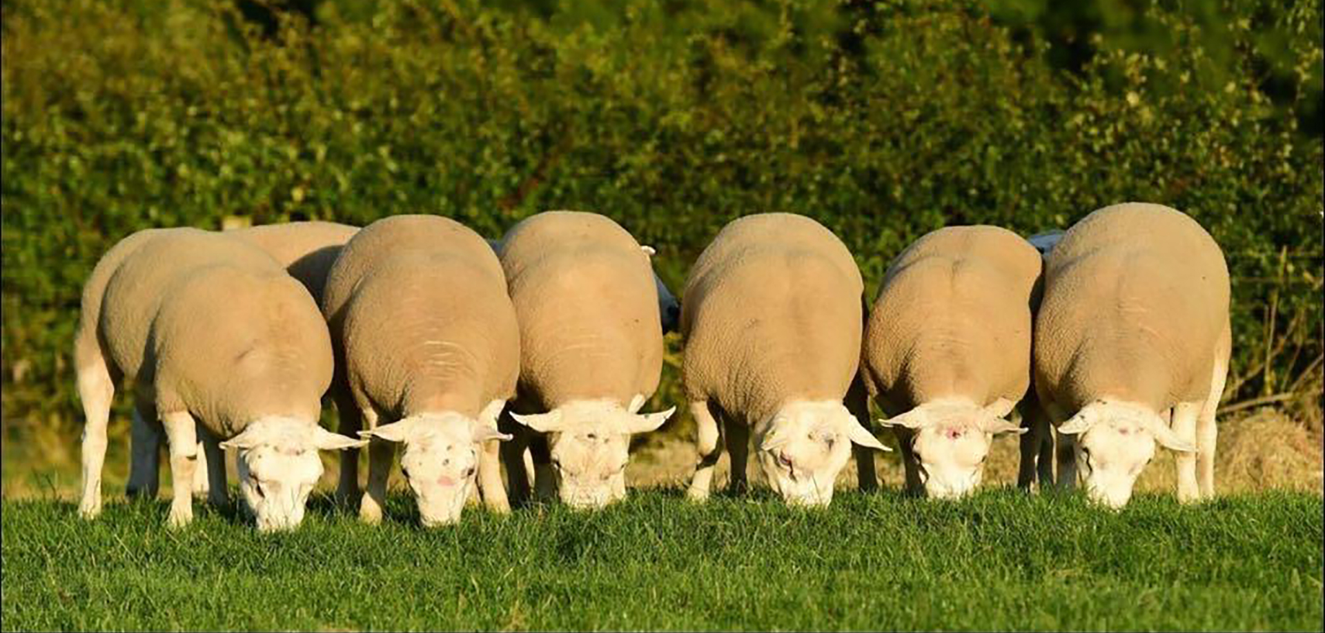 sheep-banner Texel Sheep