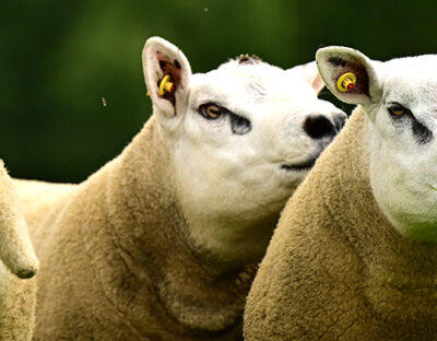 Texel Sheep Texel Sheep