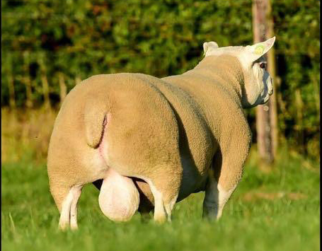 Texel Sheep Texel Sheep